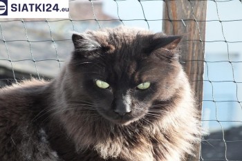 Siatki Lubaczów - Zabezpieczenie balkonu siatką - Kocia siatka - bezpieczny kot dla terenów Lubaczowa